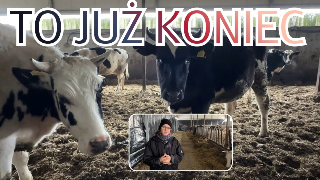 Po 4 latach ukończyliśmy tanim kosztem budowę hali Kurtyny PCV do obory, chlewni Rolnicy z Podlasia