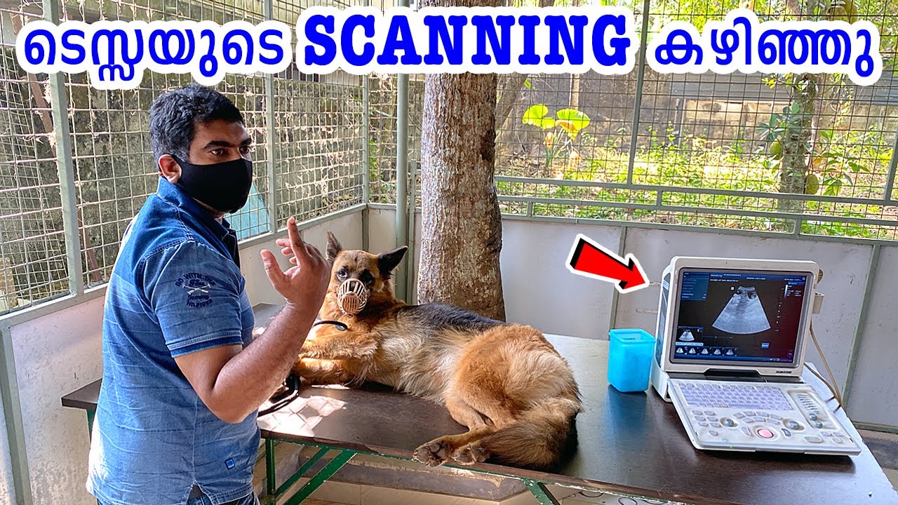 ടെസ്സയുടെ സ്കാനിംഗ് കഴിഞ്ഞു : Pregnancy Testing in the Dog : ULTRASOUND SCANNING