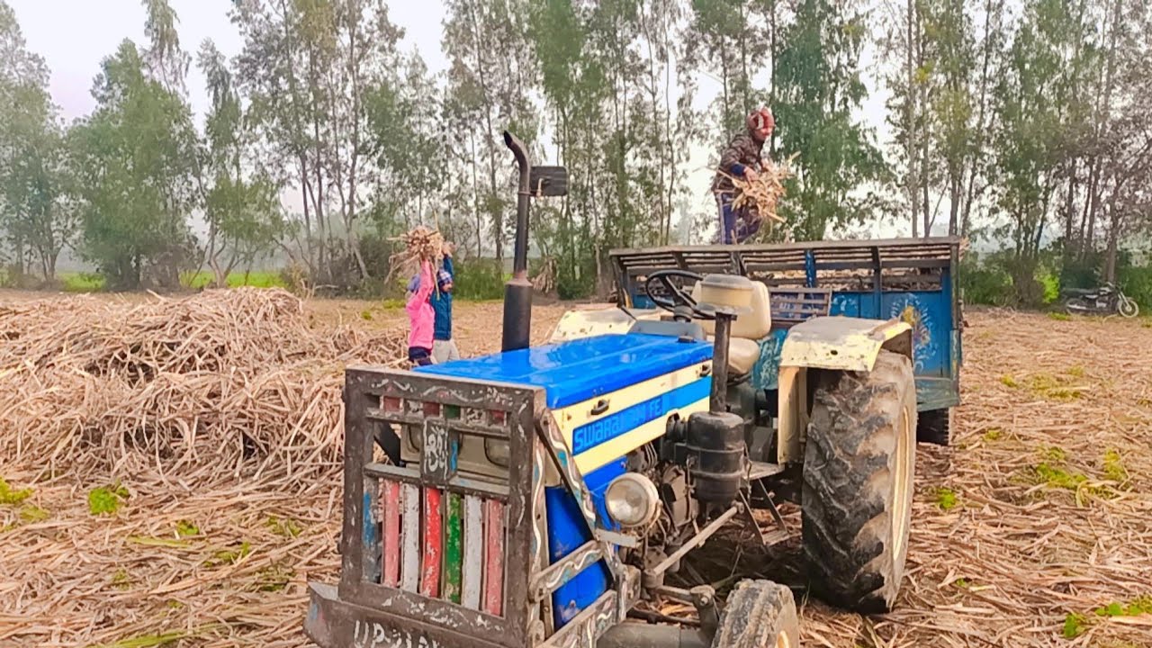 आ गये हैं फार्म पर 🥰 आ जाओ गन्ना खाने 🤗 #livestream #live #liveyoutube #farm #farming
