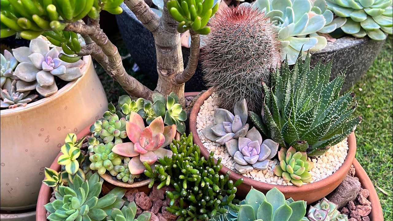 Succulent Arrangement Makeover