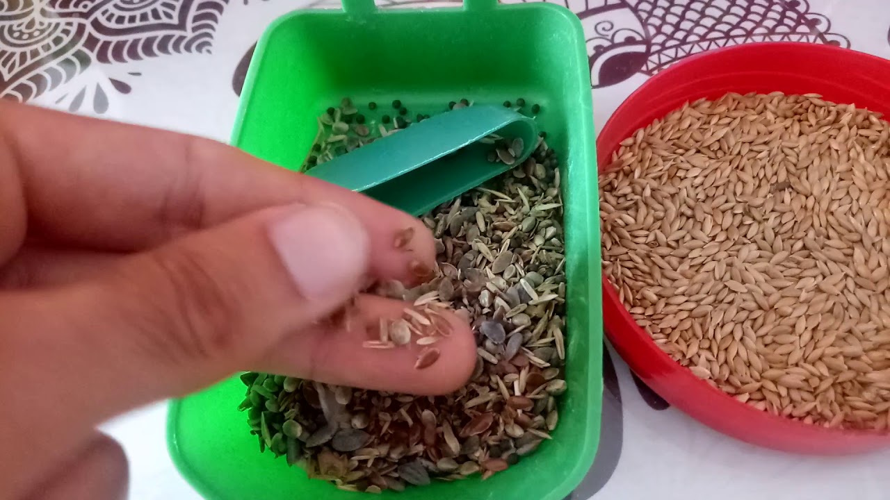 محاسن البراقة لوحدها للحسون
