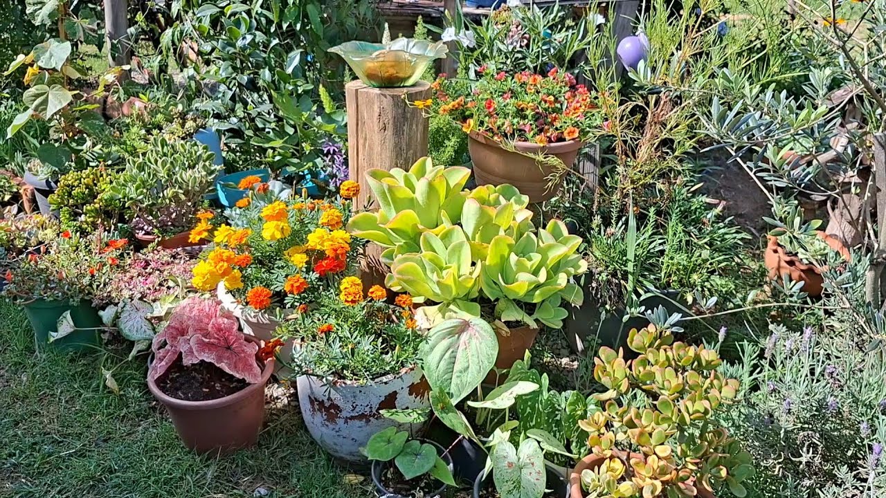 Atualização do jardim muitas suculentas lindas cultivada no tempo