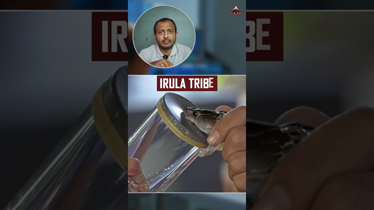 Irula Tribe #tribes #india #upsc #pallakad #snakes #antivenom #gk #irulatribe #tamilnadu #ias #ips