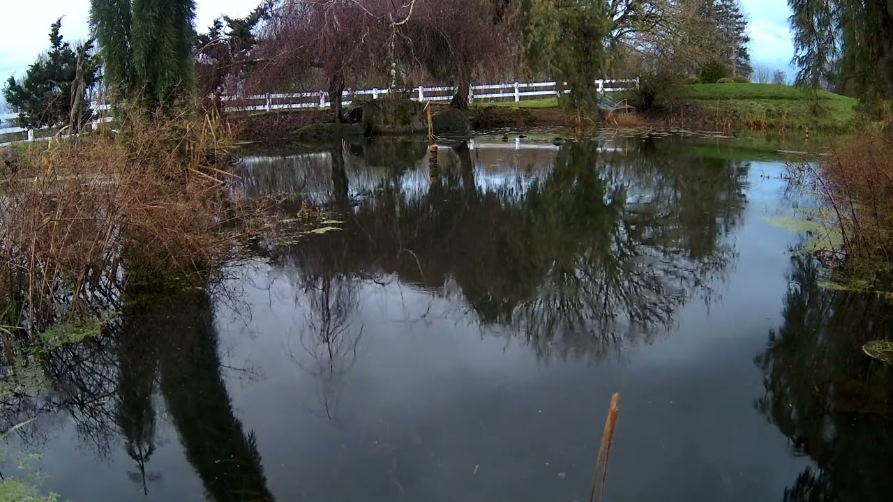 Tranquil Country Pond Late Afternoon Rain