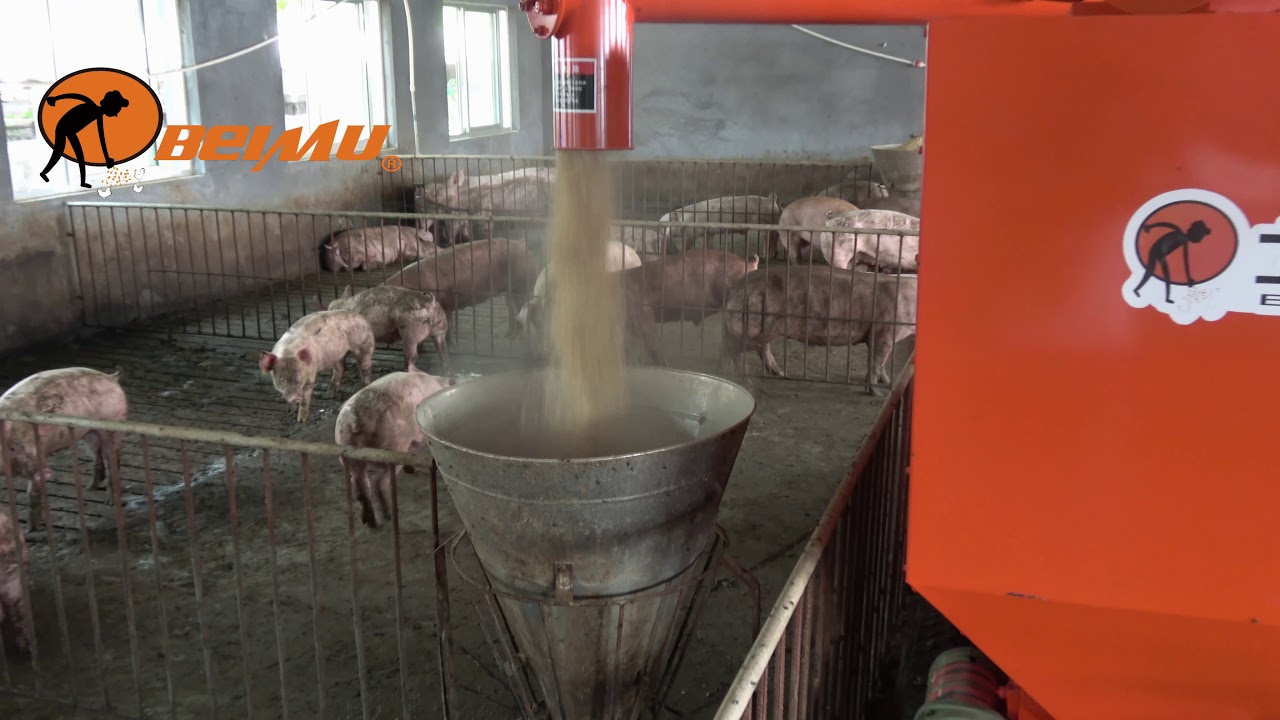 Newest Automatic Pig Feeder sale most popular pig farming equipment