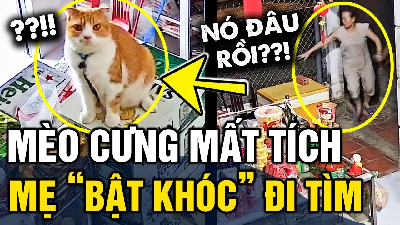Tưởng mèo cưng 'BỊ BẮT MẤT', người mẹ 'BẬT KHÓC' bỏ cả ăn chạy đi tìm khắp cả xóm | Tin 3 Phút