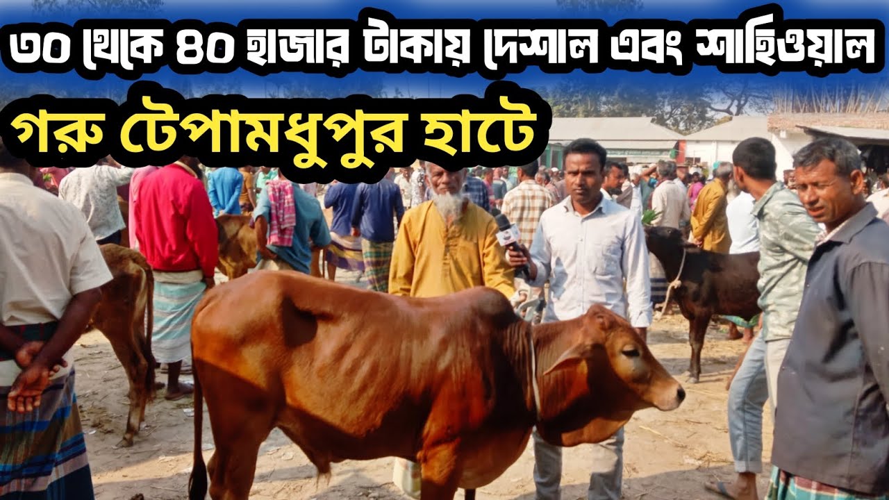 ২২/২/২৬| দেশি জাতের চাহিদা সম্পূর্ণ ছোট ছোট বাচ্চা টেপামধুপুর হাটে কেমন দামে বেচা বিক্রি হচ্ছে দেখেন