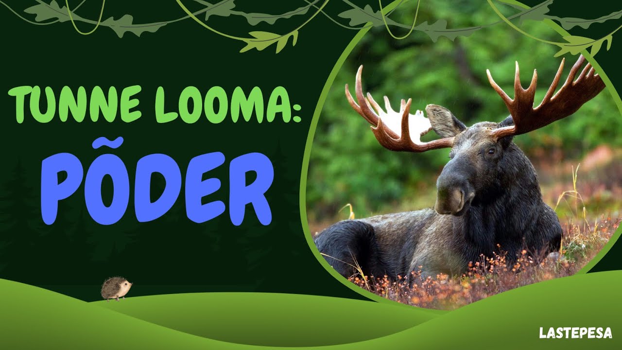 Tunne looma: P&Otilde;DER