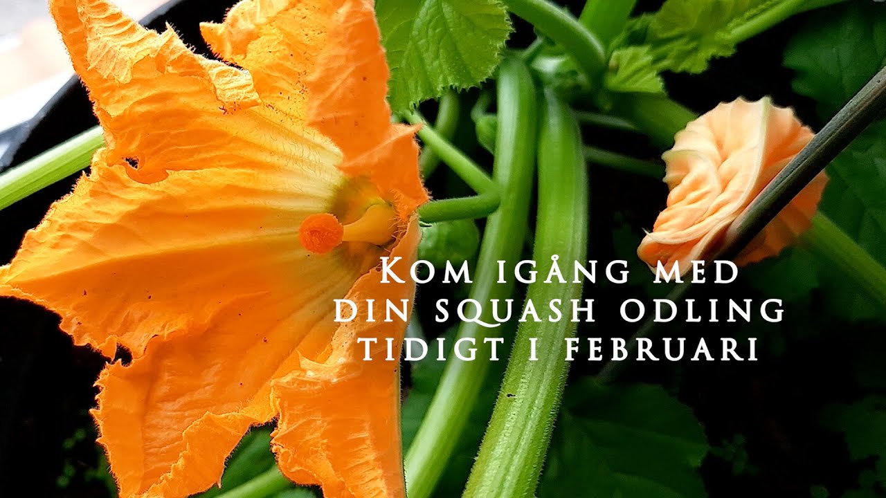 Squash i 10-liters kruka, så squash i februari för tidig skörd | Hållbart villaliv