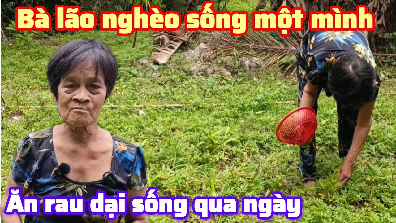 Bà lão nghèo sống một mình , ăn rau dại sống qua ngày , Bột trà ôn 