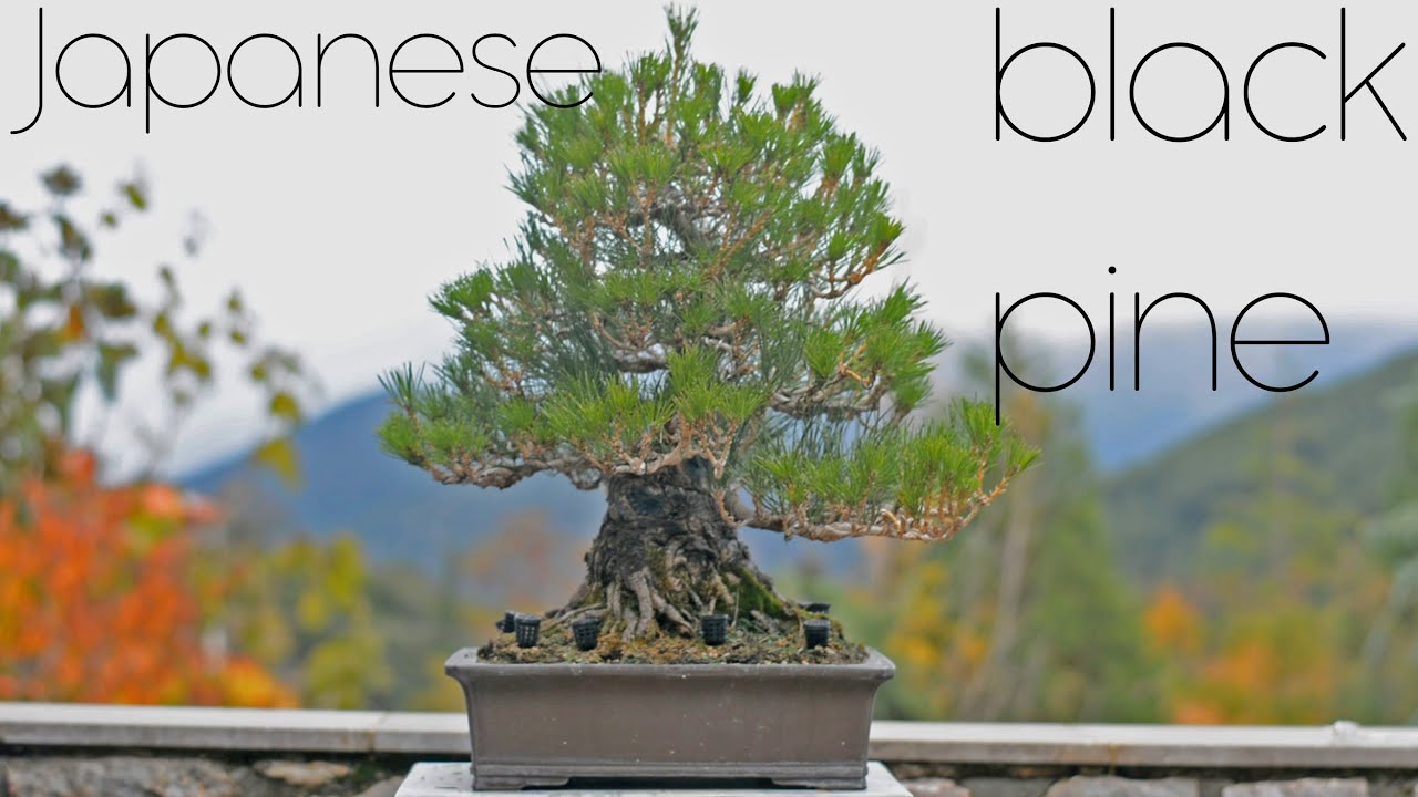 Японская чёрная сосна: отдых от красоты — Arkefthos Bonsai