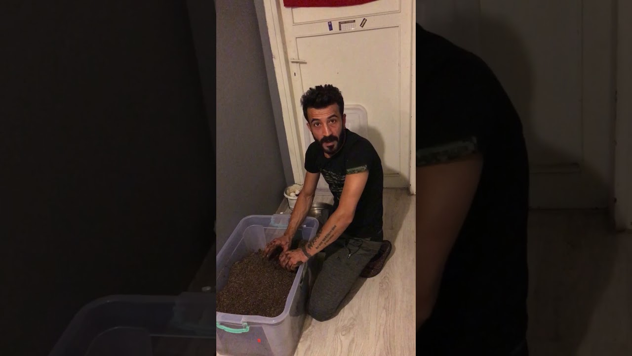 Kırmızı Kaliforniya Solucanı üretimi 2 ayda 4-5 kat hedefim demiştim buyurun .