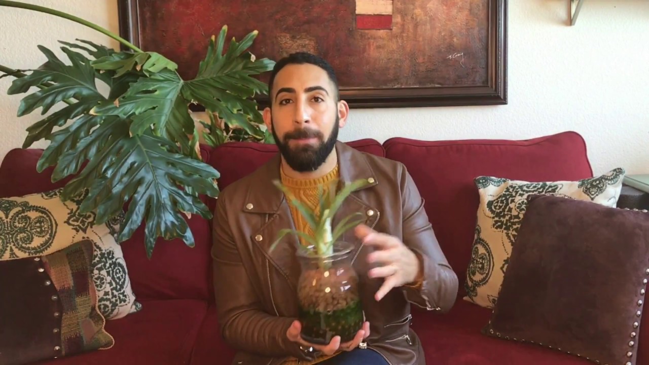 Understanding Algae: Semi-Hydroponics