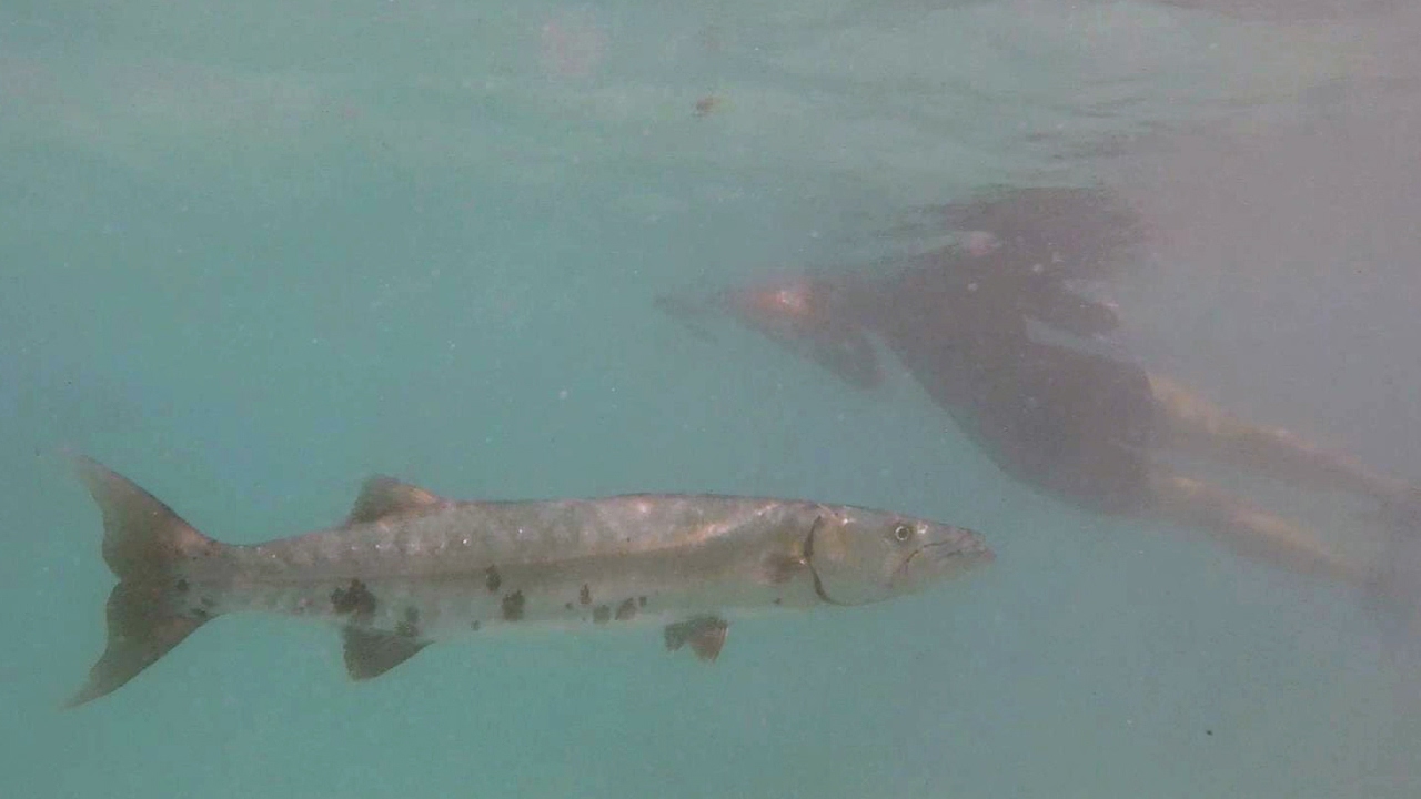 Snorkeling in Akumal Bay - Barracuda, Octopus, Turtles & More