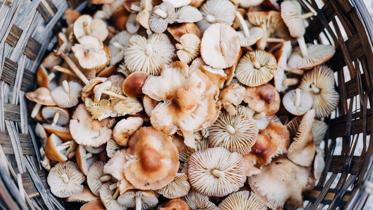 Fun with Fairy Fungi