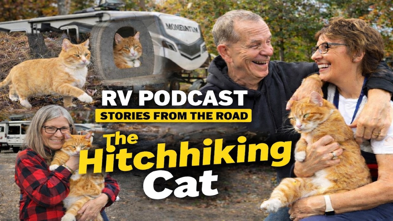 The Campground Cat Who Refused to Say Goodbye