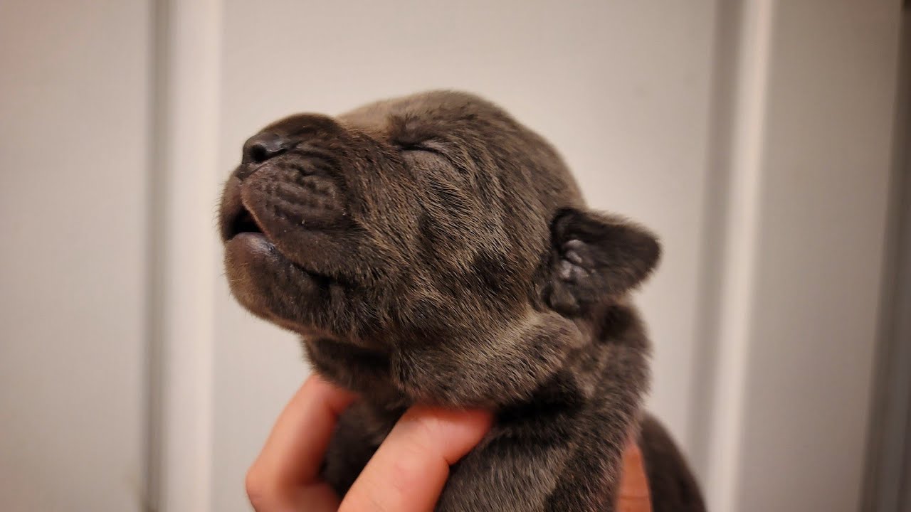 1 week old Cane Corso Puppies!