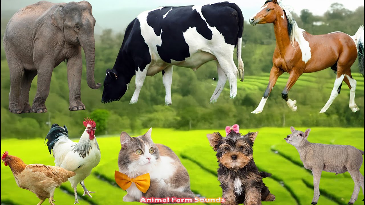 Adorable Moments Farm Animals: Pig, Cow, Horse, Cat, Chicken, Elephant, Dog &ndash; Animal Video