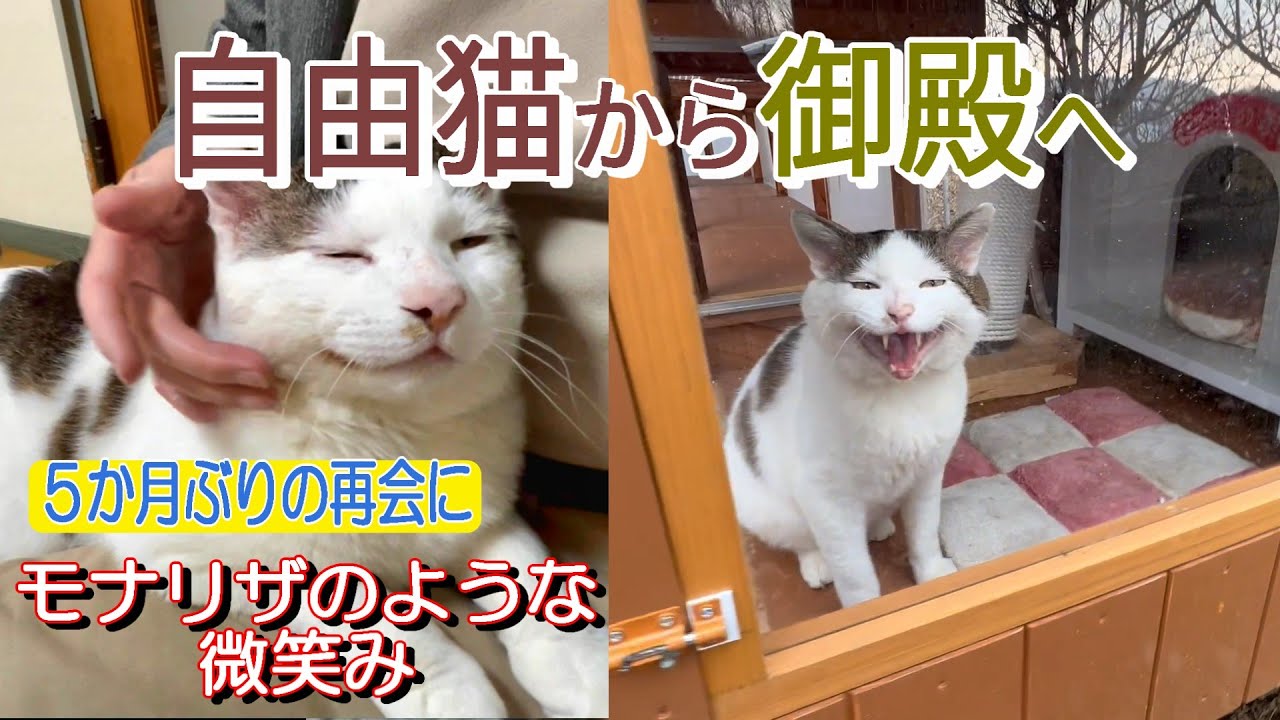【自由猫から完全家猫へ】5か月ぶりの再会：膝に手を添えてシロが見せてくれた、モナリザのような微笑み！【オリジナルBGM】