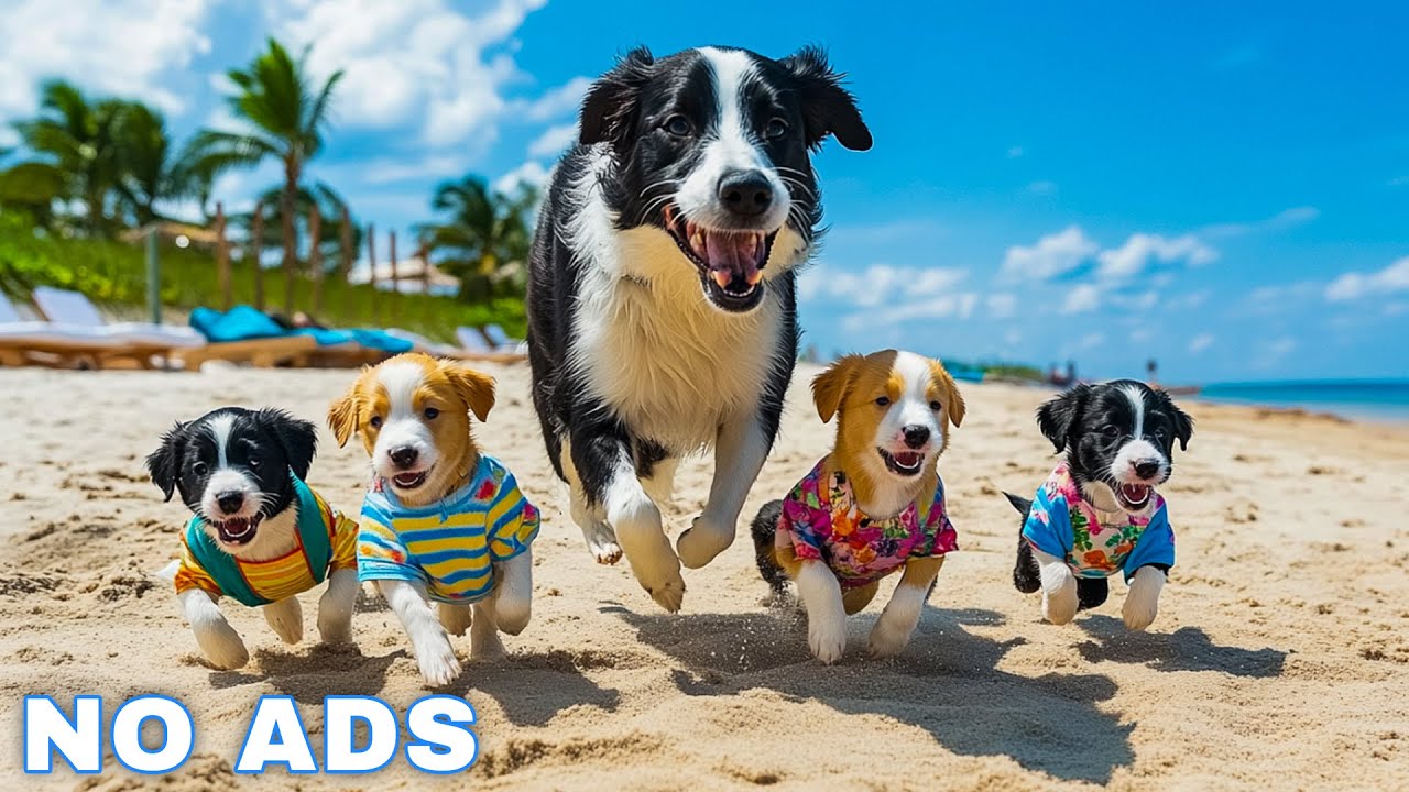 12 Hours of Dog Calming Music for Dogs 🐾 Anti Separation Anxiety Relief Music🐶Sleep dog Healing🎵