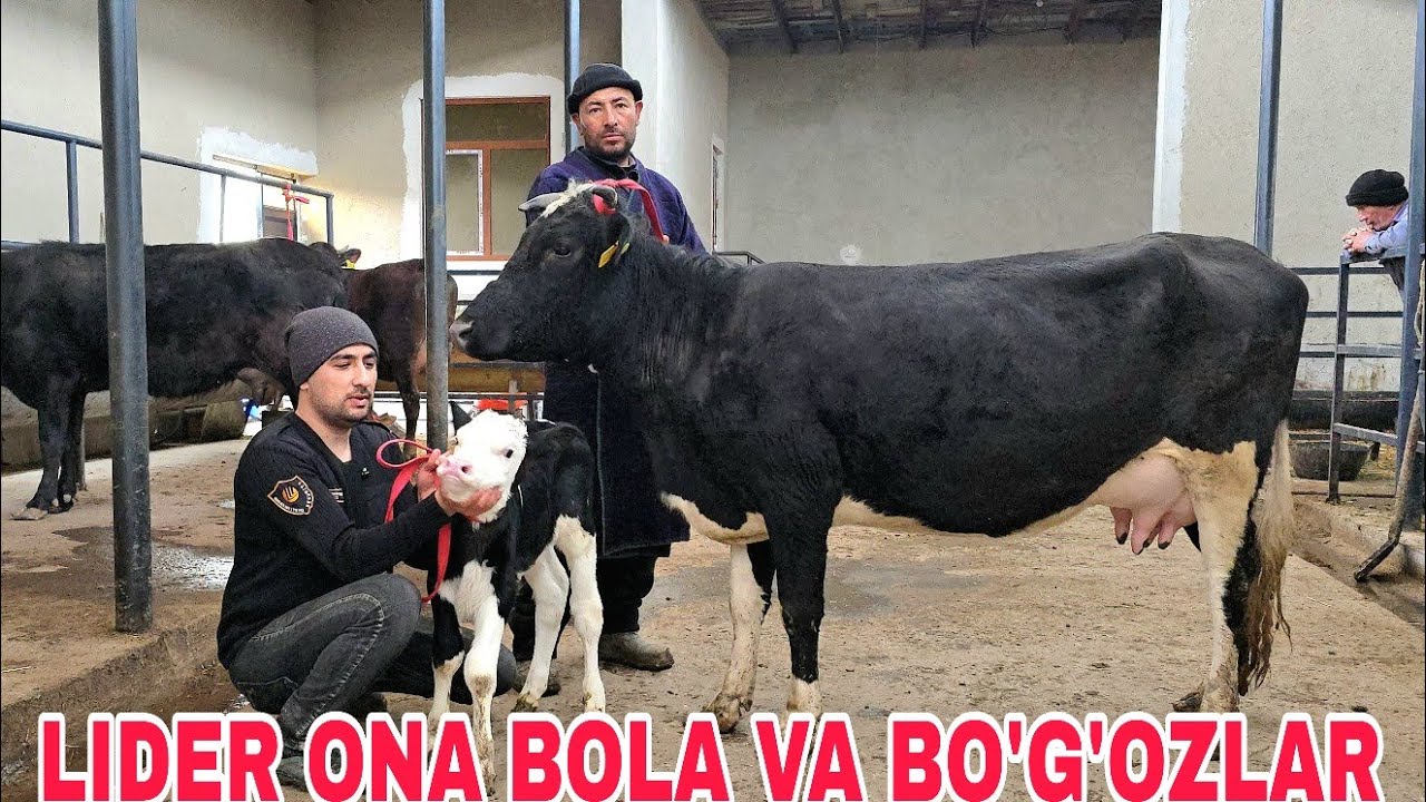 Ramziddin akadan yangi partiya lider bo'g'ozlar va ona bolalarni zo'rlari 5 марта 2026 г.