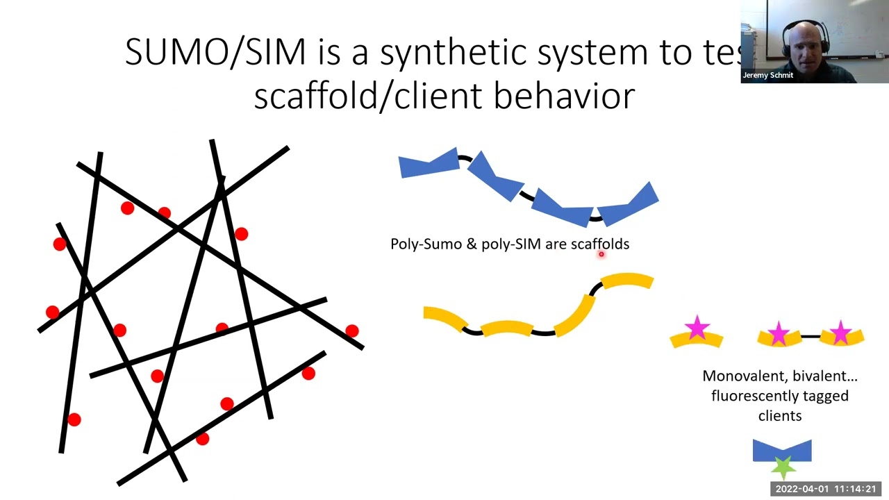 Jeremy Schmit: Principles of structure/function in biomolecular condensates