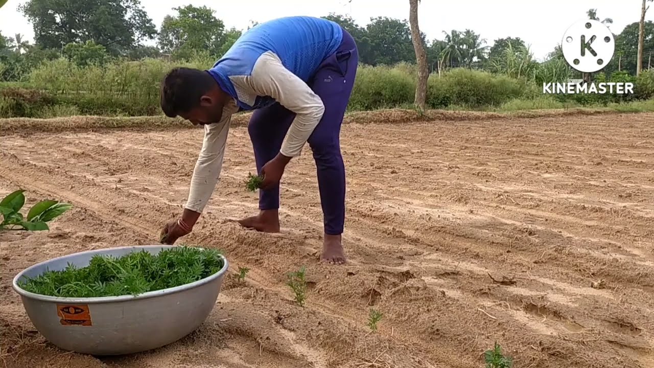 Ganda ful er Chas||Chara tairir padhyati||2022||@M R'S INFO AGRICULTURE ||7908408169