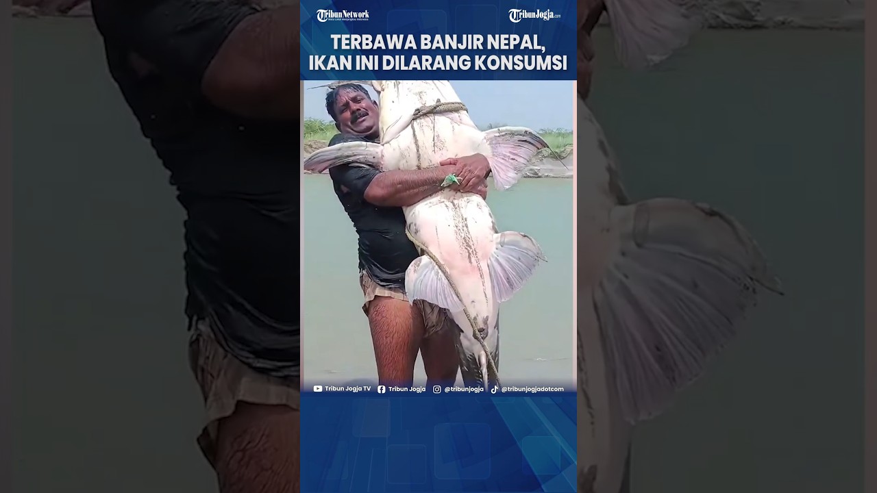 HANYUT DARI NEPAL KE INDIA, 'IKAN MISTERIUS' INI DILARANG KERAS UNTUK DIMAKAN! #Shorts