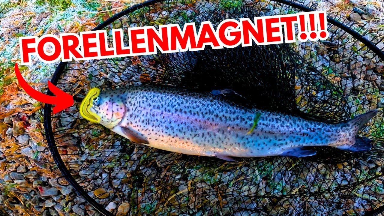 🎣 Forellenangeln im Winter – Heftige Forellen-Action mit dem FTM Lifter Lure trotz Eis auf dem See!