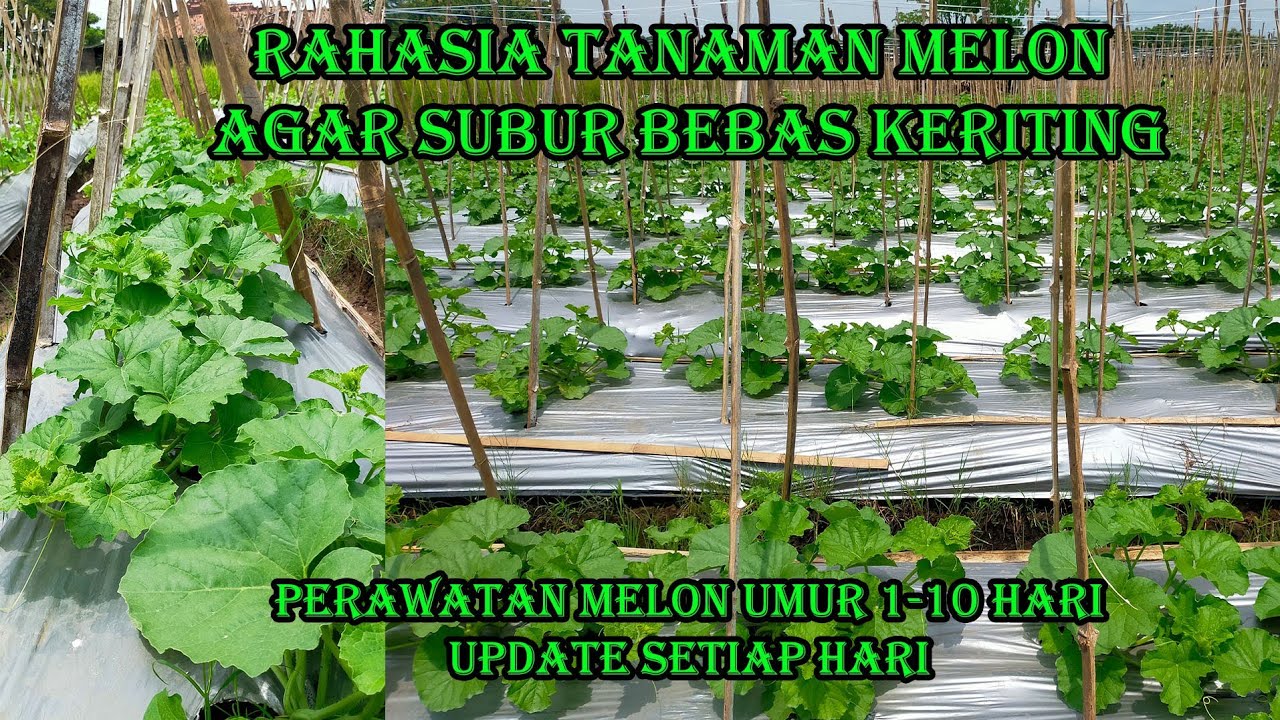 TERBONGKAR !!! TERNYATA BEGINI CARA PERAWATAN MELON YANG BENAR. (melon umur 1-10 hari full tutorial)