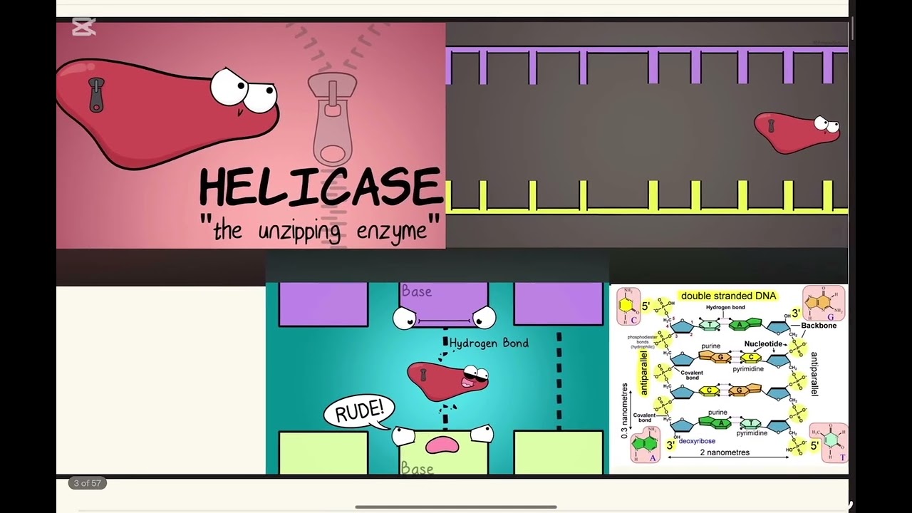 مادة البايولوجي طب الفلوجةG1S1 I Biology I  DNA Replication