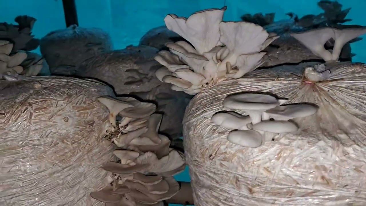 Oyster mushroom 🍄 in Deobhog Area Khutgaon #mushroom #deobhognews #localnews #foryou  