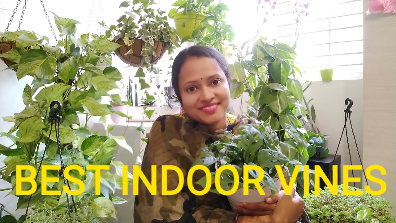 Best Indoor hanging plants #indoorvines#indoorplants#indoorjungle#hangingplants