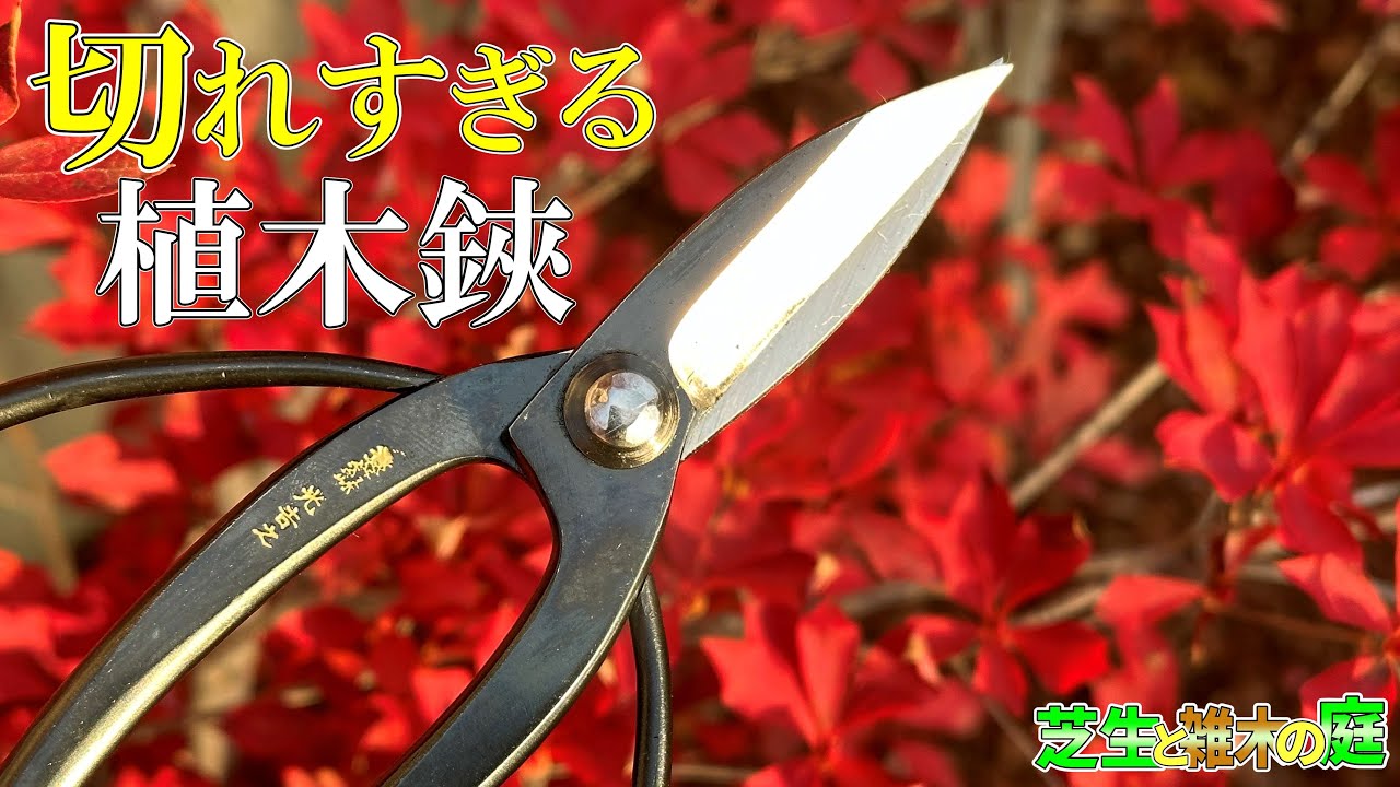 【植木鋏】切れる！切れすぎる！内緒にしておきたかった植木鋏！Japanese best pruning shears