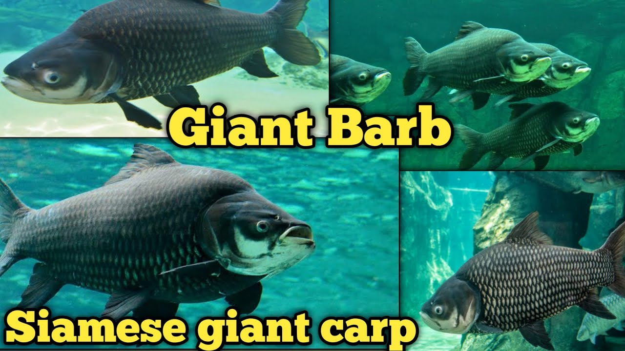 Giant Barb (Siamese Giant Carp)