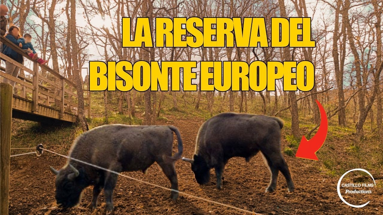 El regreso del Bisonte Europeo en España | San Cebrián de Mudá
