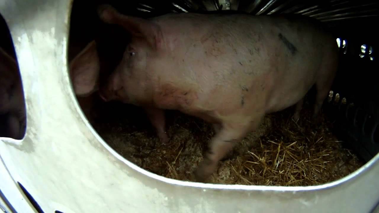 Safe and Secure Livestock Transport Initiative