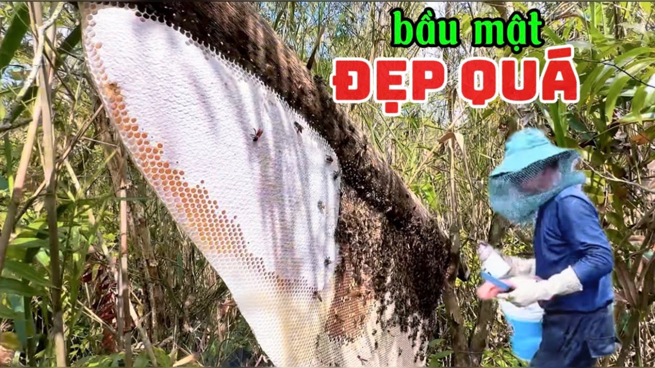 phần 6 : buổi sáng đi vào rừng thử xem ong đã đử mật chưa kết quả ong đủ tổ trám voi bít nắp quá đã 