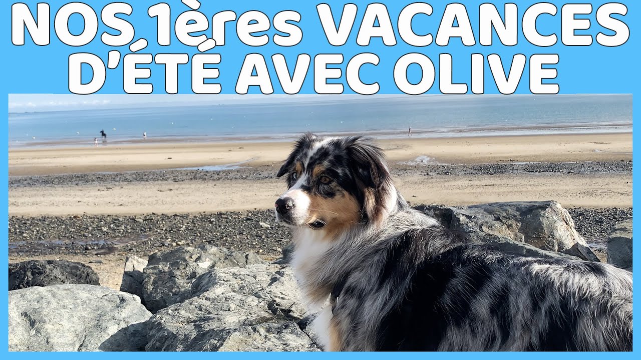 NOS VACANCES D'ÉTÉ EN BRETAGNE AVEC NOTRE CHIEN - 1ère partie (Plérin, Plougrescant)