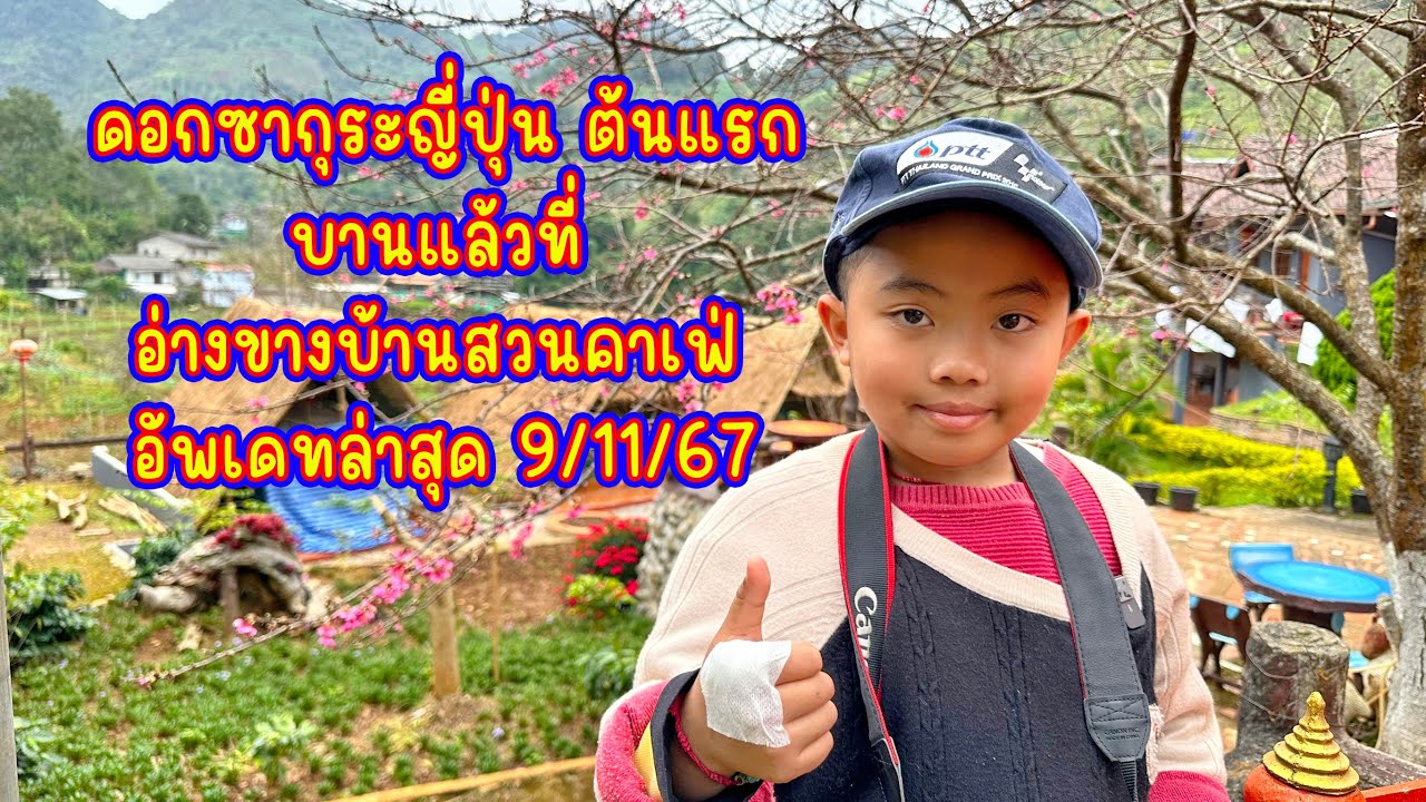 ดอกซากุระญี่ปุ่น ต้นแรก บานแล้วที่ อ่างขางบ้านสวนคาเฟ่ อัพเดทล่าสุด 9/11/67