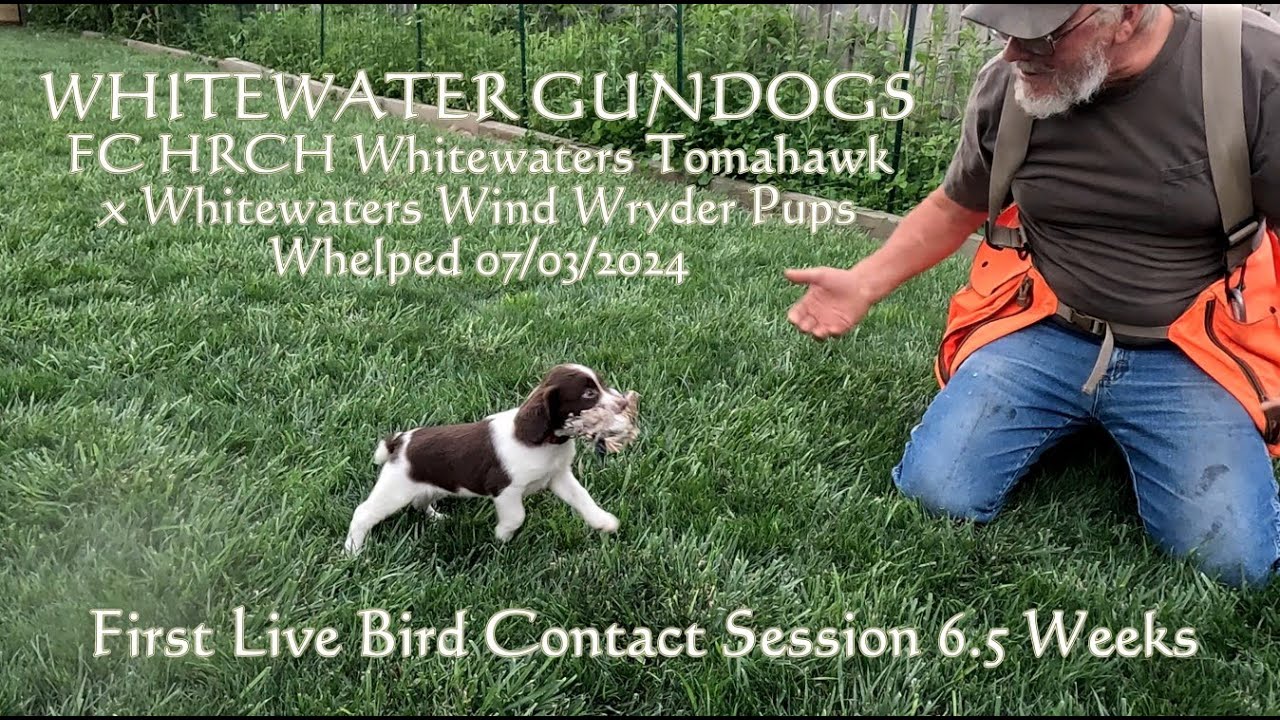 Litter of English Springer Spaniel Pups. Assessing natural Prey Drive @ 6 weeks old with live birds.