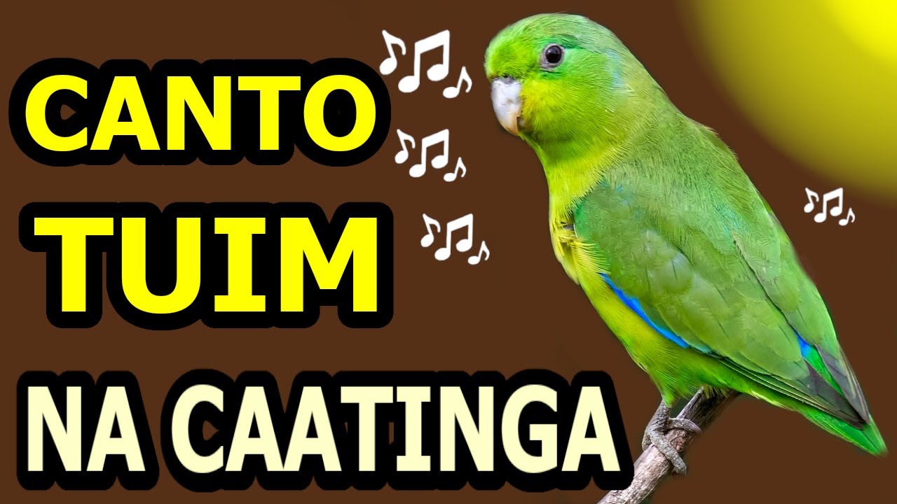 O LINDO CANTO TUIM NA CAATINGA /  Papacu / Cuiubinha / Chuim / Blue-winged Parrotlet