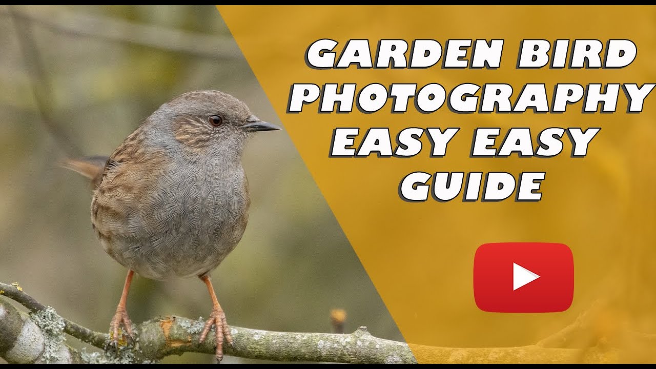 Easy garden bird photography | Canon 90D | Sigma 150 x 600mm