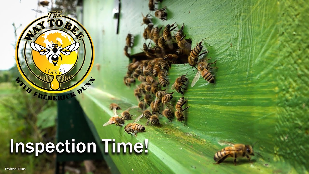 Long Langstroth Hive Inspection Step by Step progress check.  NIKKOR Z MC 105 mm f/2.8 VR S Macro