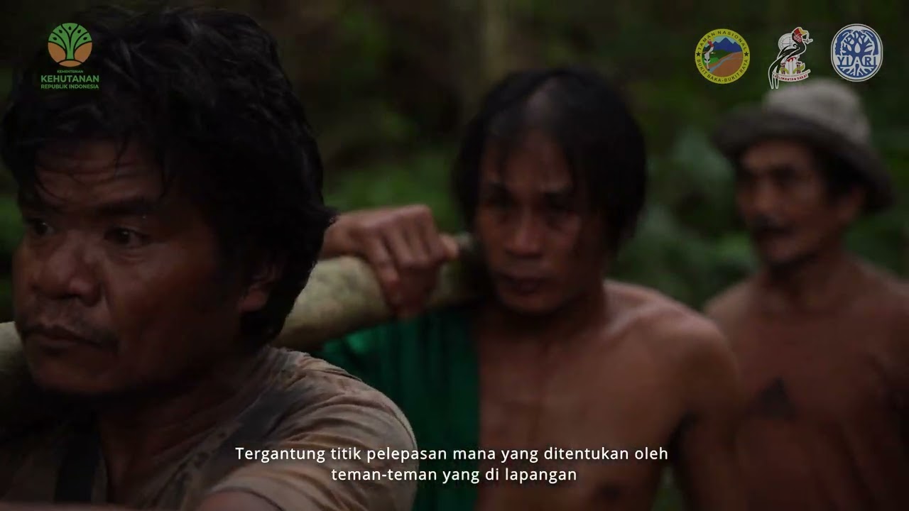 Perjalanan Kembali ke Alam: Kisah Pelepasliaran 7 Orangutan di Taman Nasional Bukit Baka Bukit Raya