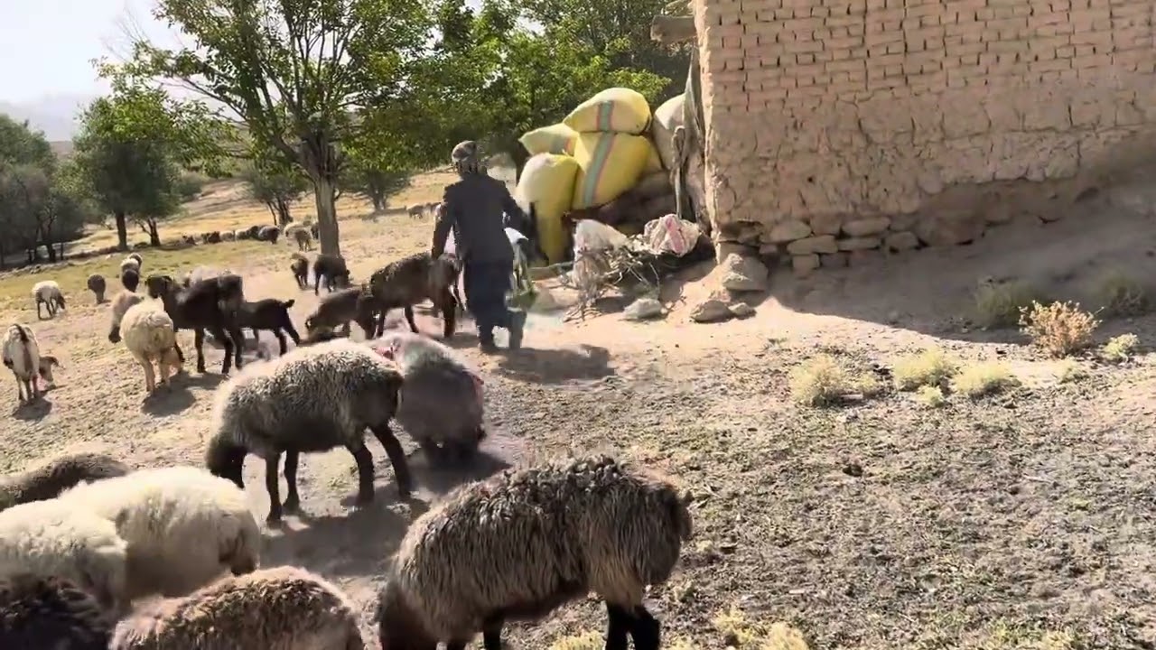 A Shepherd's life in Jaghori Afghanistan