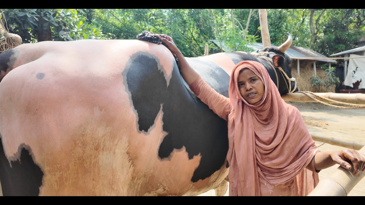 হামিদা তার গরু কি জন্য প্রধানমন্ত্রীকে উপহার দিতে চায় | Doyel Agro