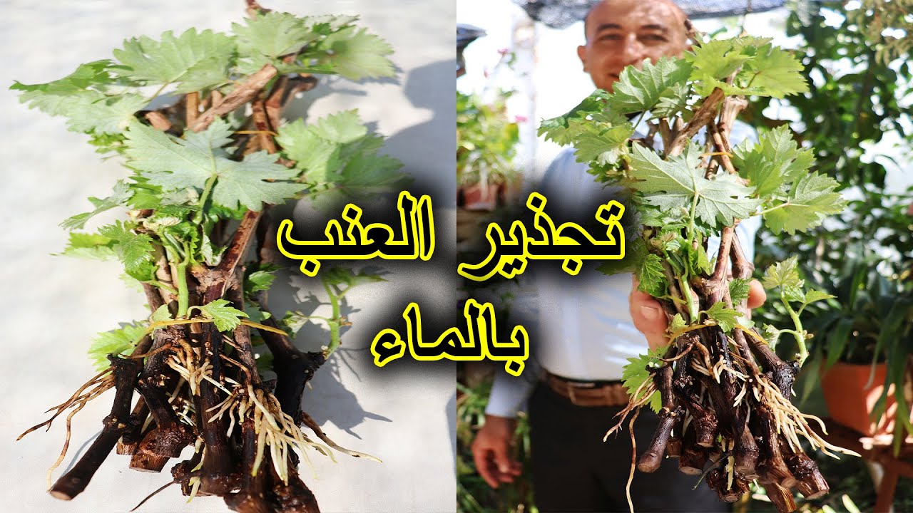 إغتنموا الفرصة الآن و قوموا بتجذير عقل العنب بالماء بهذه الطريقة
