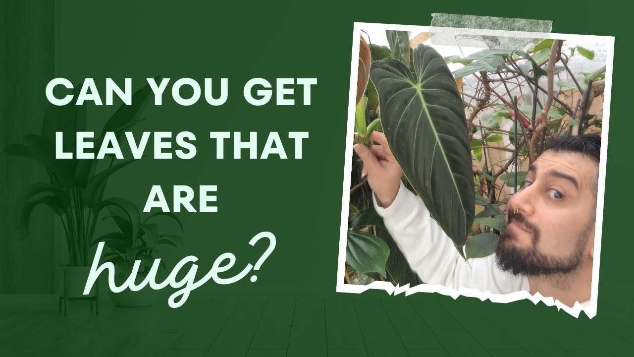 Philodendron melanochrysum Review | 3 Years Later | Update | Philodendron Black Gold