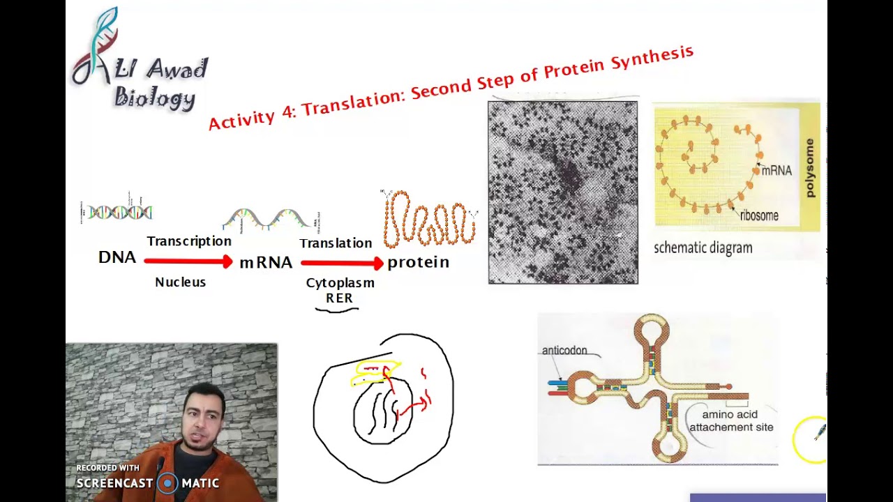 chapter 3, Activity 4: Translation: Second step of Protein Synthesis (part 1)